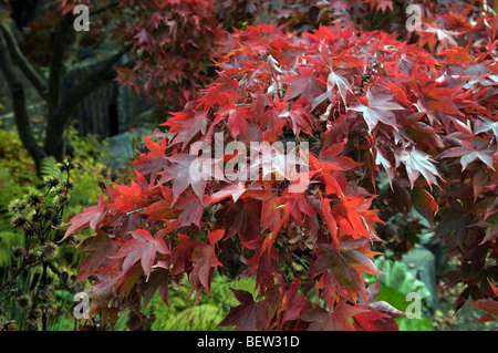 Beautiful Japanese maple tree in Autumn Stockfoto