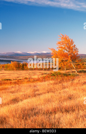 Herbst Farben bei Sonnenaufgang in den Bergen von Harjedalen in Nordschweden Stockfoto