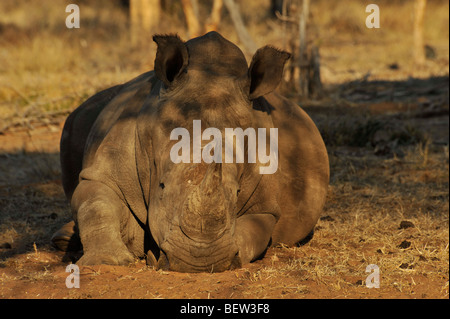 Südafrika, Safari, Wildtiere, Erwachsene, White Rhino, Ceratotherium simum, quadratische Rhinoceros, schlafen in der natürlichen Umgebung Stockfoto