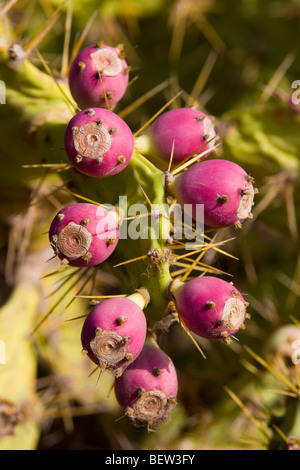 Tuno Indio Obstbau auf einer Opuntia Dillenii Anlage in El Confital, Las Palmas de Gran Canaria Stockfoto