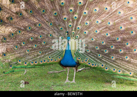 Blaue Pfauen Pavo christatus Stockfoto