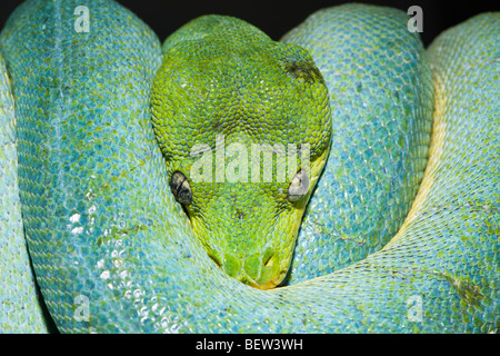 Grüner Baumpython, Morelia Viridis, West-Papua, Misool, Indonesien Stockfoto