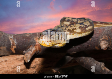 Timor-Python, Python Timoriensis, Timor, kleinen Sunda-Inseln, Indonesien Stockfoto