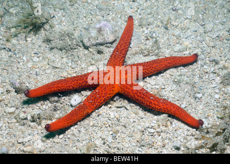 Roter Seestern, Echinaster Sepositus, Istrien, Adria, Kroatien Stockfoto