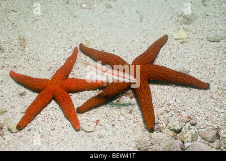 Roter Seestern, Echinaster Sepositus, Istrien, Adria, Kroatien Stockfoto