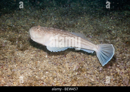 Sterne Gaffer, Uranoscopus Scaber, Istrien, Adria, Kroatien Stockfoto