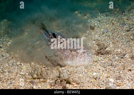 Sterne Gaffer versteckt im Sand, Uranoscopus Scaber, Istrien, Adria, Kroatien Stockfoto