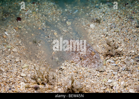 Sterne Gaffer versteckt im Sand, Uranoscopus Scaber, Istrien, Adria, Kroatien Stockfoto