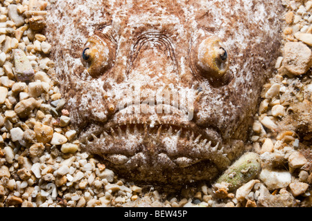 Sterne Gaffer, Uranoscopus Scaber, Istrien, Adria, Kroatien Stockfoto