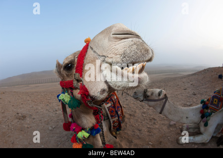 Dromedar, arabischen Kamel, Camelus Dromedarius, Kairo, Ägypten Stockfoto