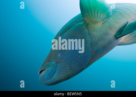 Napoleon-Buckel-Lippfisch, Cheilinus Undulatus, Fishhead, Nord Ari Atoll, Malediven Stockfoto