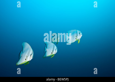 Longfin Fledermausfische, Platax Teira, Nord Ari Atoll, Malediven Stockfoto