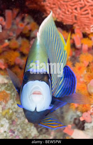 Kaiser-Kaiserfisch, Pomacanthus Imperator, Ellaidhoo Hausriff, Nord Ari Atoll, Malediven Stockfoto