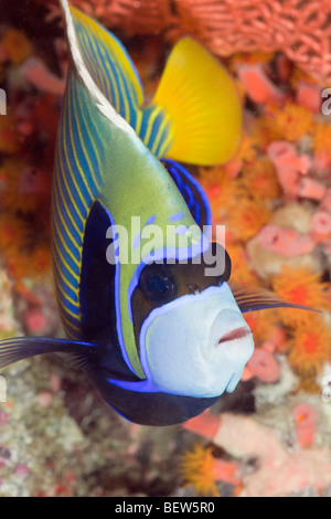 Kaiser-Kaiserfisch, Pomacanthus Imperator, Ellaidhoo Hausriff, Nord Ari Atoll, Malediven Stockfoto