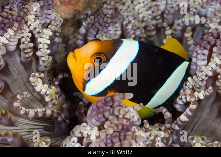 Clarks Anemonenfische, Amphiprion Clarkii, Ellaidhoo Hausriff, Nord Ari Atoll, Malediven Stockfoto