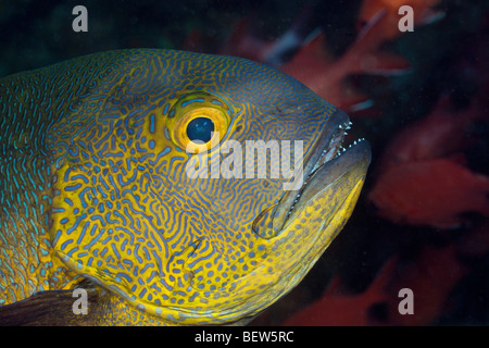 Black und White Snapper, Macolor Macularis, Ellaidhoo Hausriff, Nord Ari Atoll, Malediven Stockfoto