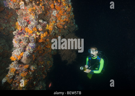 Nacht Tauchen, Maya Thila, Nord Ari Atoll, Malediven Stockfoto