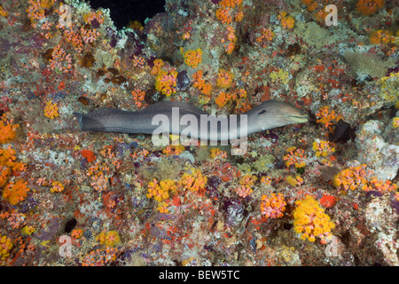 Giant Moray Jagd bei Nacht, Gymnothorax Javanicus, Maya Thila, Nord Ari Atoll, Malediven Stockfoto