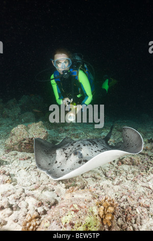 Taucher stoßen Blotched Fantail Stingray nachts Taeniura Meyeni, Maya Thila, Nord Ari Atoll, Malediven Stockfoto