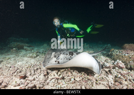 Taucher stoßen Blotched Fantail Stingray nachts Taeniura Meyeni, Maya Thila, Nord Ari Atoll, Malediven Stockfoto