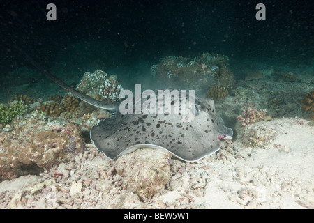 Blotched Fantail Stingray Jagd bei Nacht, Taeniura Meyeni, Maya Thila, Nord Ari Atoll, Malediven Stockfoto