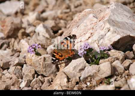 Schmetterling und lila Runde rotblättrige Penny Kresse auf Geröll in den italienischen Dolomiten Stockfoto