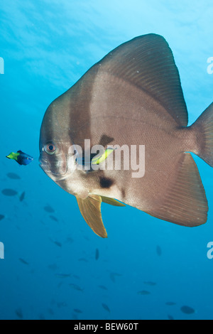 Bicolor Cleaner Wrasse Reinigung Longfin Fledermausfische, Labroides bicolor, Platax Teira, Nord Ari Atoll, Malediven Stockfoto