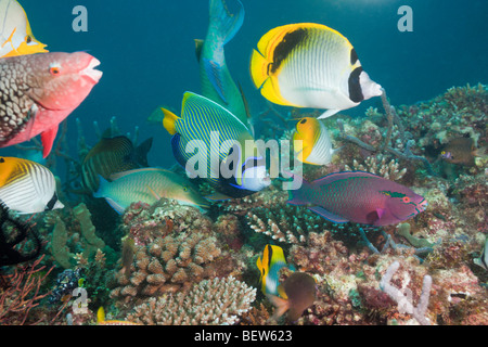 Coralfishes am Korallenriff, Nord Ari Atoll, Malediven Stockfoto