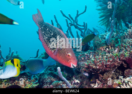 Coralfishes am Korallenriff, Nord Ari Atoll, Malediven Stockfoto