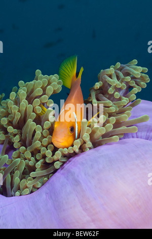 Malediven Anemonenfischen in prächtigen Anemone, Amphiprion Nigripes, Heteractis Magnifica, Nord Ari Atoll, Malediven Stockfoto