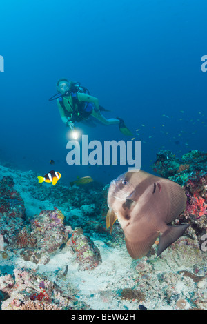 Longfin Fledermausfisch und Taucher, Platax Teira, Maya Thila, Nord Ari Atoll, Malediven Stockfoto