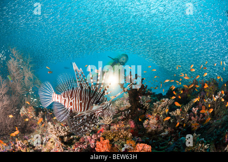 Rotfeuerfisch am Korallenriff, Pterois Miles, Maya Thila, Nord Ari Atoll, Malediven