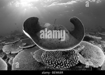 Blackspotted Stingray, Taeniura Meyeni, Ellaidhoo Hausriff, Nord Ari Atoll, Malediven Stockfoto