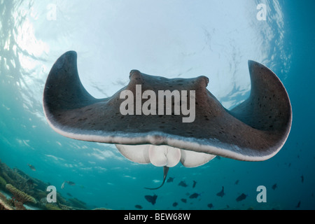 Blackspotted Stingray, Taeniura Meyeni, Ellaidhoo Hausriff, Nord Ari Atoll, Malediven Stockfoto