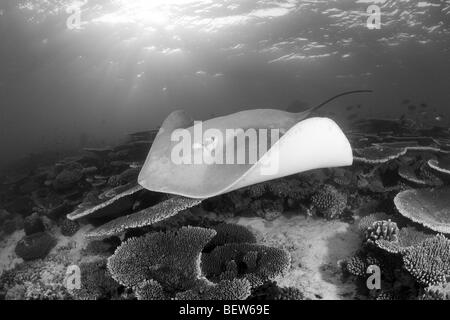 Gemeinsamen Stingray, Trygonoptera Testacea, Ellaidhoo Hausriff, Nord Ari Atoll, Malediven Stockfoto