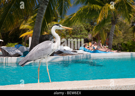 Graureiher am Pool der Malediven Insel Kandooma, Ardea Cinera, Süd Male Atoll, Malediven Stockfoto