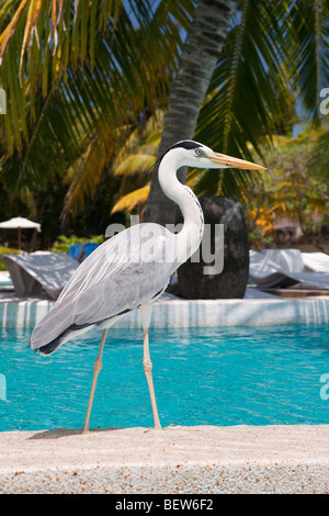 Graureiher am Pool der Malediven Insel Kandooma, Ardea Cinera, Süd Male Atoll, Malediven Stockfoto