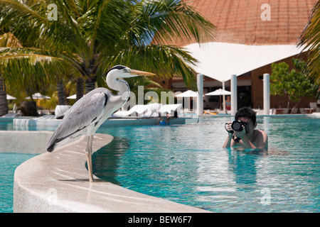 Graureiher am Pool der Malediven Insel Kandooma, Ardea Cinera, Süd Male Atoll, Malediven Stockfoto