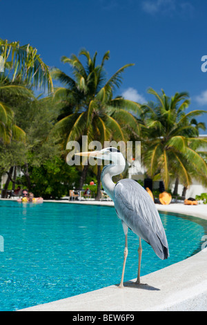 Graureiher am Pool der Malediven Insel Kandooma, Ardea Cinera, Süd Male Atoll, Malediven Stockfoto