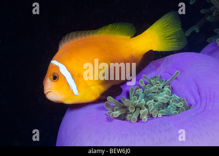 Malediven Anemonenfischen prächtigen Anemone Amphiprion Nigripes Heteractis Magnifica Süd Male Atoll Malediven Symbiose Stockfoto