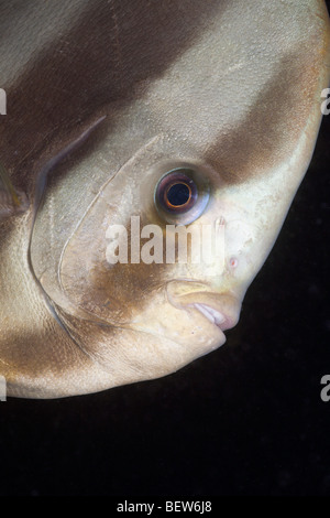 Porträt von Longfin Batfisch Platax Teira, Kandooma Höhlen, Süd Male Atoll, Malediven Stockfoto