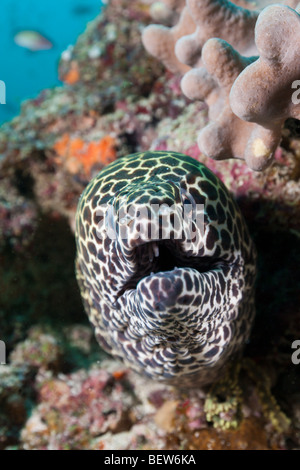 Honeycomb Moray, Gymnothorax Favagineus, Kandooma Höhlen, Süd Male Atoll, Malediven Stockfoto