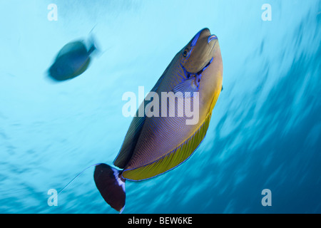 Bignose Unicornfish, Naso Vlamingii, Guraidhoo Kanal, Süd Male Atoll, Malediven Stockfoto