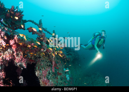 Anthias am Kuda Giri Wrack, Pseudanthias Squamipinnis, Süd Male Atoll, Malediven Stockfoto