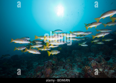 One-Spot Snapper, Fischschwarm Lutjanus Monostigma, Medhu Faru Reef, Süd Male Atoll, Malediven Stockfoto