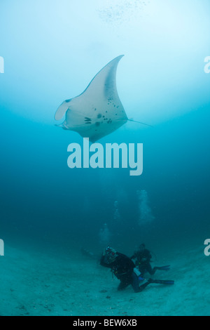 Taucher beobachten Manta Rochen, Manta Birostris, Kandooma Manta Point, Süd Male Atoll, Malediven Stockfoto