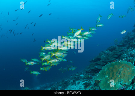 One-Spot Snapper, Fischschwarm Lutjanus Monostigma, Kakao-Ecke, Süd Male Atoll, Malediven Stockfoto