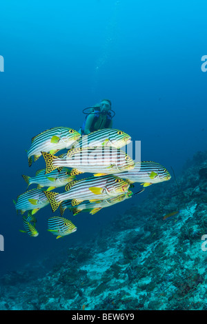 Orientalische Süßlippen und Taucher, Plectorhinchus Orientalis, Kakao-Ecke, Süd Male Atoll, Malediven Stockfoto