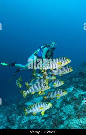 Orientalische Süßlippen und Taucher, Plectorhinchus Orientalis, Kakao-Ecke, Süd Male Atoll, Malediven Stockfoto