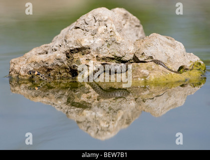 Ringelnatter (Natrix Natrix) auf Felsen im Wasser mit Reflexion Stockfoto